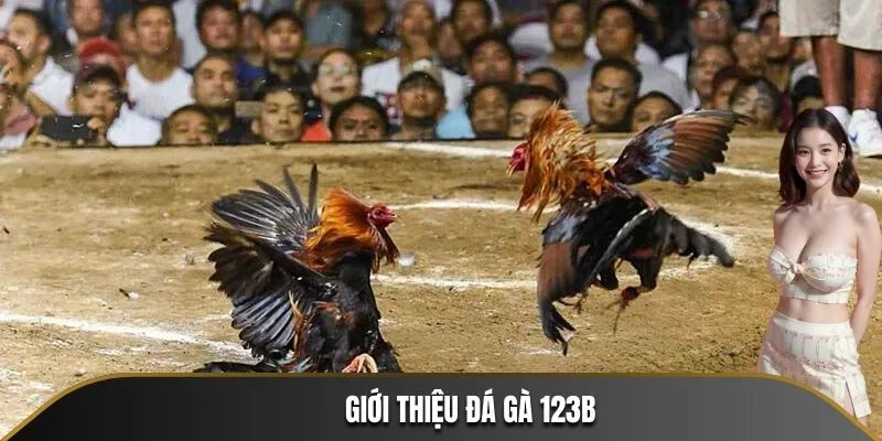 Giới thiệu chuyên mục Đá Gà 123B