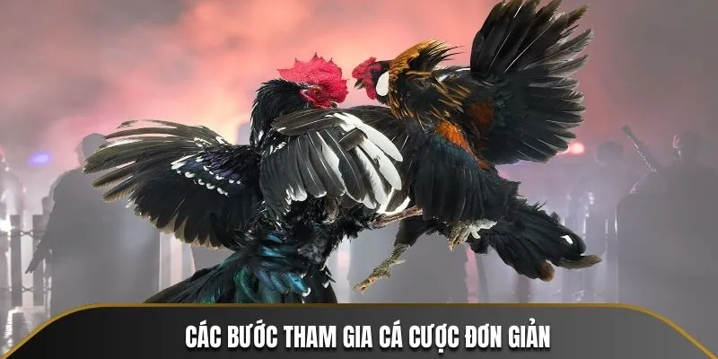 Tận hưởng thế giới đá gà với 5 bước cơ bản