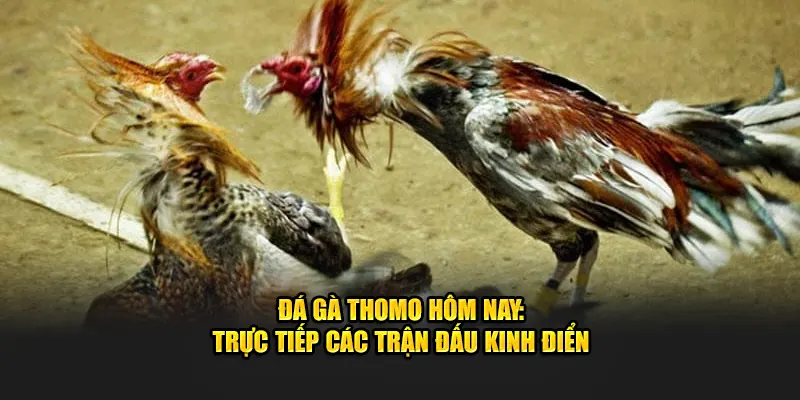 Đá Gà Thomo Hôm Nay: Trực Tiếp Các Trận Đấu Kinh Điển