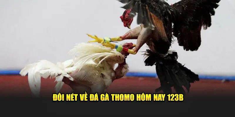 Đôi nét về đá gà Thomo hôm nay 123B