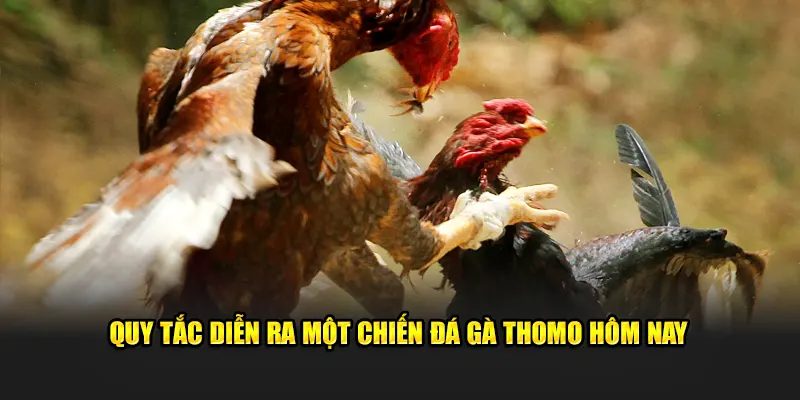 Quy tắc diễn ra một chiến đá gà Thomo hôm nay 